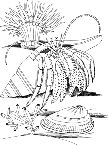 Hermit Crab And Shell Coloring Page